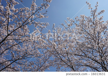 Hachioji Municipal Higashike Park Hachioji Municipal Higashike Park 16013631