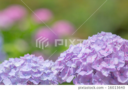 繡球花 16013640