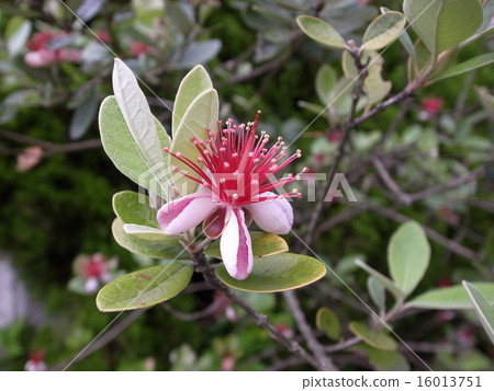 Feijoa 16013751