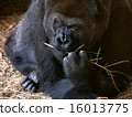Gorilla 16013775