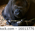 Gorilla 16013776