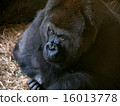Gorilla 16013778