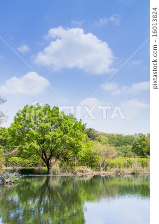The fresh green Menum Nature Park 16013824