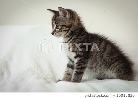 kitten kitten 16013826