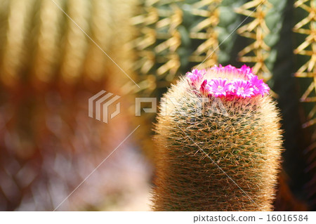 Cactus flower 16016584