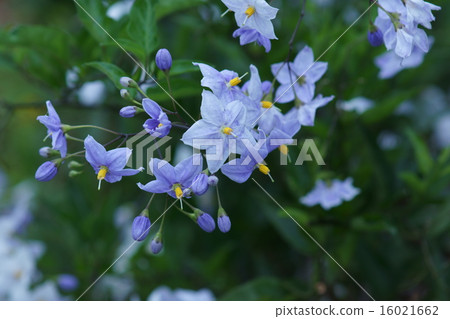 I'm Tanahananas, a venerable eggplant. 16021662