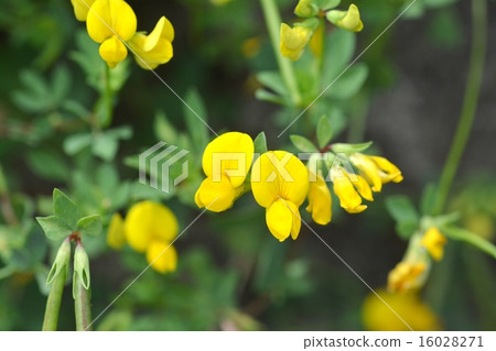 Miyako Kusa 16028271