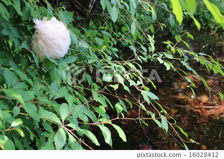 Moria鷗青蛙 Moria鷗青蛙 16028412