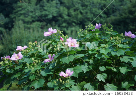 它被稱為Tree Furong Fuyo。 它被稱為Tree Furong Fuyo。 16028438