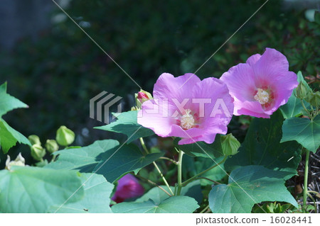 It is called Tree Furong Fuyo. 16028441