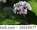 繡球菊 16028477