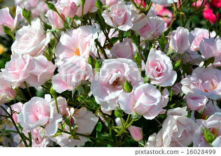 Rose variety: Sakuragishi 16028499