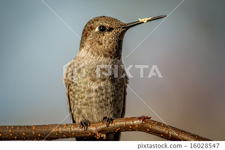 Hummingbird Perched on a Branch Hummingbird Perched on a Branch 16028547