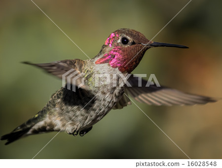 Hummingbird in Flight 16028548