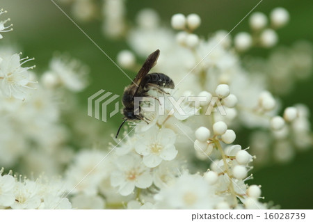 Living organisms Many individuals were flocking to insect moths cliff fish, hojiki nanakamado ① 16028739