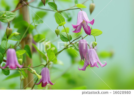 Clematis Clematis 16028980