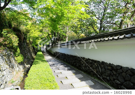 Zenzenji的新鮮綠色 16028998