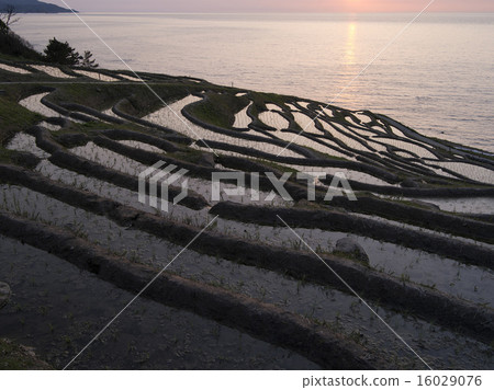 Thousands of rice fields after rice planting has ended Thousands of rice fields after rice planting has ended 16029076
