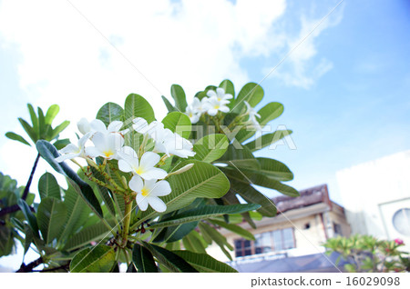 Guam · Plumeria 16029098