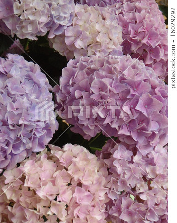 Light hydrangea 16029292