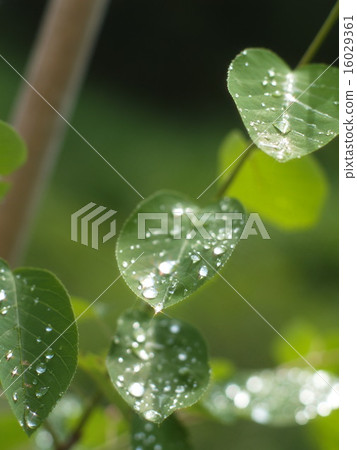 After the rain After the rain 16029361