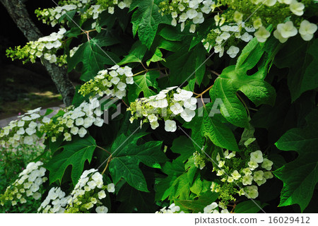 Kashiwaba Hydrangea 16029412