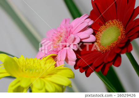 三輪非洲菊 三輪非洲菊 16029426
