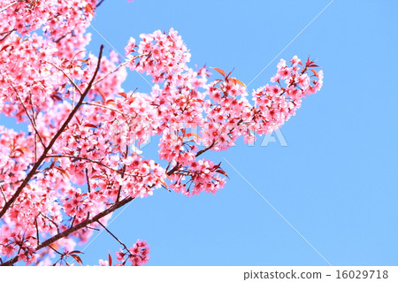 Cherry Blossoms Cherry Blossoms 16029718