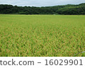 收穫豐收的風景 16029901