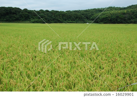 收穫豐收的風景 16029901