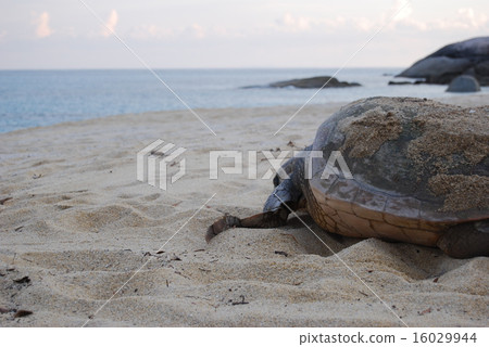 Turtle 16029944