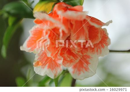 開花在雨中的石榴 16029971