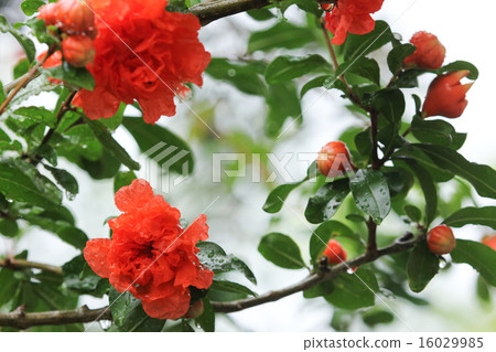 Pomegranate blooming in rain 16029985