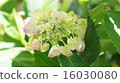  hydrangea 16030080