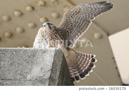 Chicks of butterfly 16030170