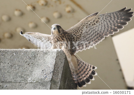 Chicks of butterfly Chicks of butterfly 16030171