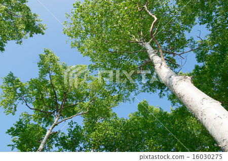 Birch Tree 16030275