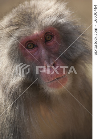 Japanese macaques near Kyoto, Japan 16030464