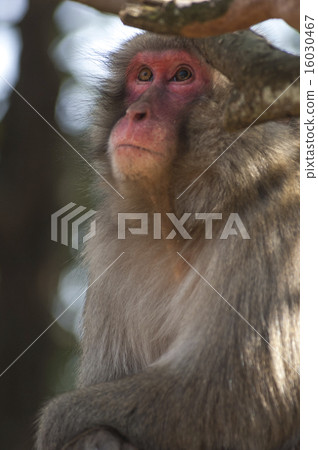 Japanese macaques near Kyoto, Japan Japanese macaques near Kyoto, Japan 16030467