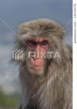 Japanese macaques near Kyoto, Japan Japanese macaques near Kyoto, Japan 16030476