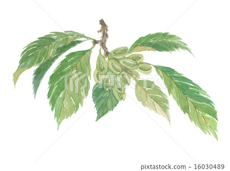 杜仲杜仲 16030489