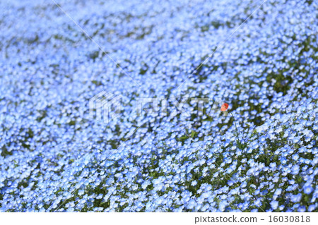 Nemophila Nemophila 16030818