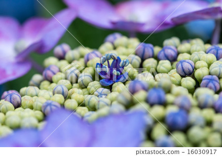 繡球花小花 繡球花小花 16030917