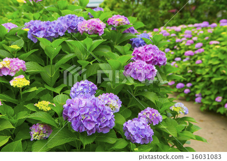 hydrangea hydrangea 16031083