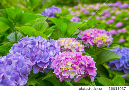 hydrangea   16031087