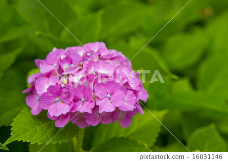 hydrangea   16031146