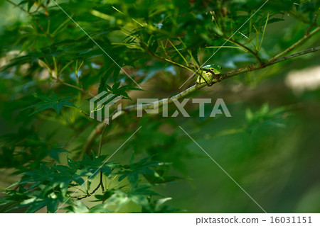 Frozen in green Frozen in green 16031151