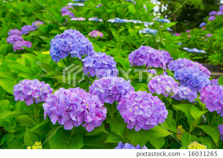 繡球 16031265