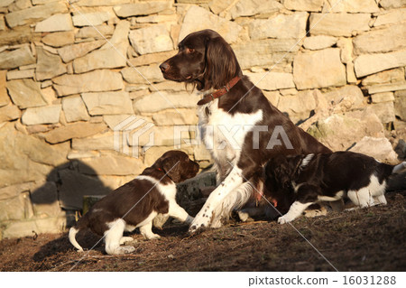 Small Munsterlanderbitch with puppies Small Munsterlanderbitch with puppies 16031288