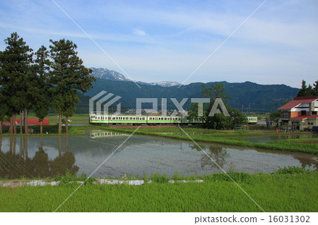 初夏的Uonuma稻田和上越線的115線 初夏的Uonuma稻田和上越線的115線 16031302